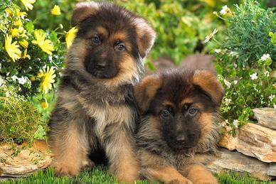 Cuccioli di pastore tedesco