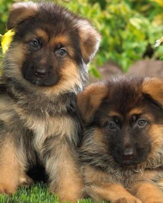 Cuccioli di pastore tedesco