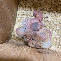 Disponibili Pulli di cocorite