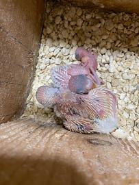 Disponibili Pulli di cocorite