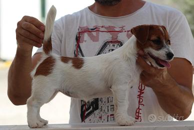 JACK Russell terrier