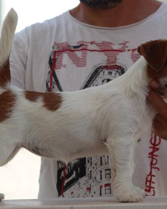 JACK Russell terrier
