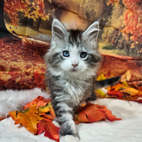 Maine coon occhi blu dominanti altissimo livello