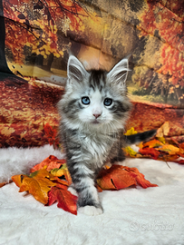 Maine coon occhi blu dominanti altissimo livello