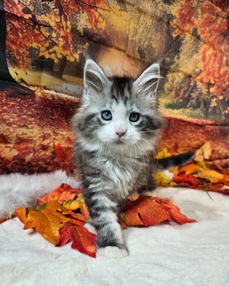 Maine coon occhi blu dominanti altissimo livello