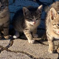 Gattini in adozione