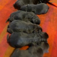 Cuccioli Labrador cioccolato