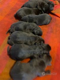 Cuccioli Labrador cioccolato