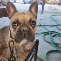 Bulldog francese 8 mesi