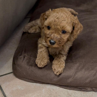 Stupendi cuccioli di barboncino