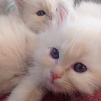 Sacro di Birmania gattini