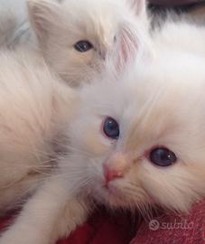 Sacro di Birmania gattini