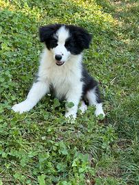 Border collie