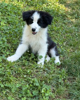 Border collie