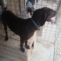 Bracco tedesco femmina