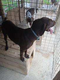 Bracco tedesco femmina