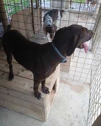 Bracco tedesco femmina