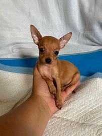 Pincher Fulvi