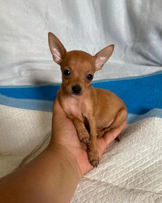 Pincher Fulvi
