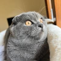 Gattina scottish fold per accoppiamento