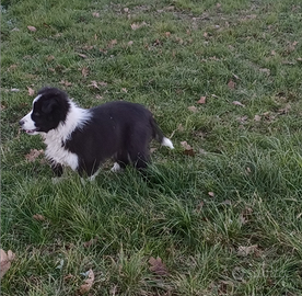 Border collie con pedigree