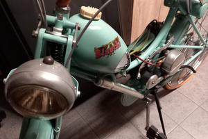 Aquilotto Bianchi Azalea