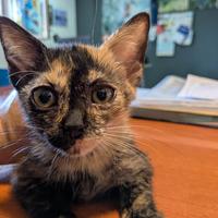 Gattina con manto tartarugato