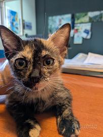 Gattina con manto tartarugato