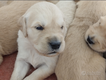 Golden Retriever pedigree ENCI