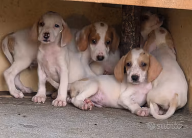 Cuccioli segugio dell istria