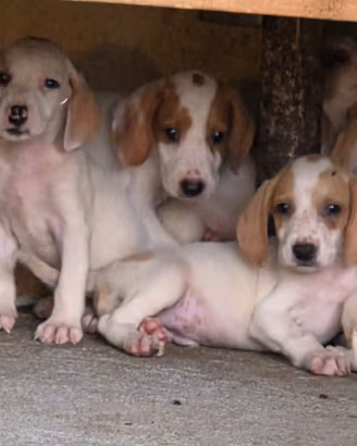 Cuccioli segugio dell istria