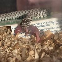 Heterodon nasicus ( muso porcello)