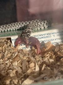 Heterodon nasicus ( muso porcello)