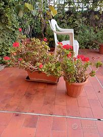Piante di gerani 