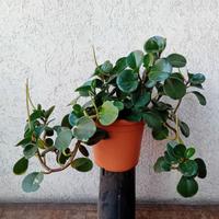 Peperomia obtusifolia