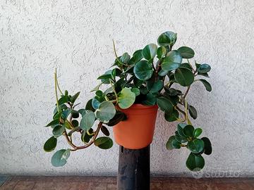Peperomia obtusifolia