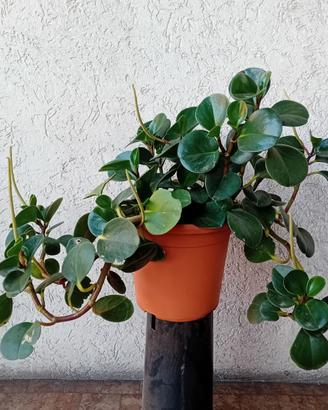 Peperomia obtusifolia