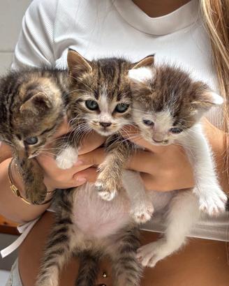 Gattini 2 mesi
