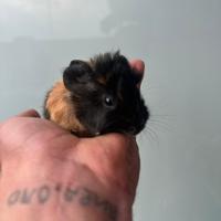 Cuccioli di Cavia Peruviana