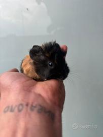 Cuccioli di Cavia Peruviana