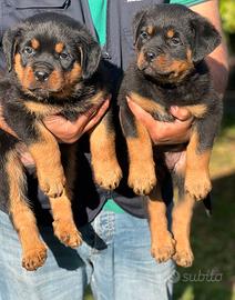 ROTTWEILER
