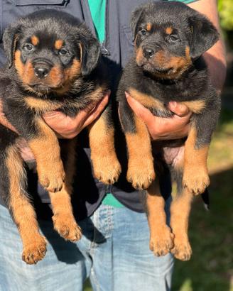 ROTTWEILER