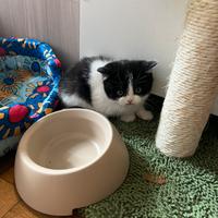 Scottish straight disponibile subito con PEDIGREE