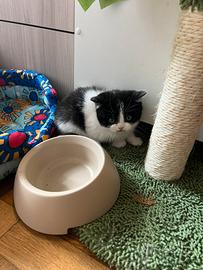 Scottish straight disponibile subito con PEDIGREE