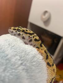 Geco leopardino femmina