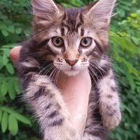 Cucciolo Maine Coon brown con pedigree