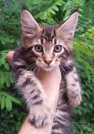 Cucciolo Maine Coon brown con pedigree