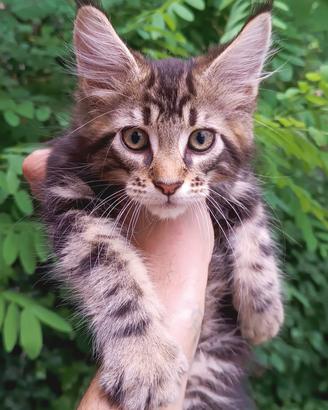Cucciolo Maine Coon brown con pedigree