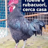 Galli Neri del Chianti