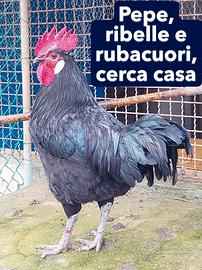 Galli Neri del Chianti